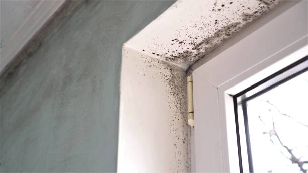 Best Toxic Mold Removal  in Streamwood, IL