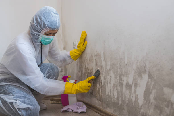 Best Mold Testing  in Streamwood, IL