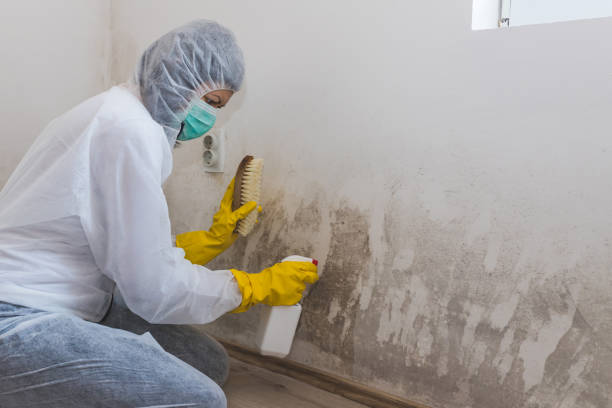 Best Mold Removal Company Near Me  in Streamwood, IL