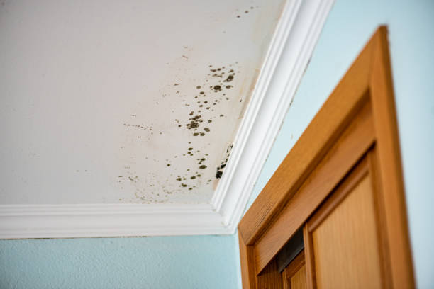 Best Mold Cleaning Services  in Streamwood, IL