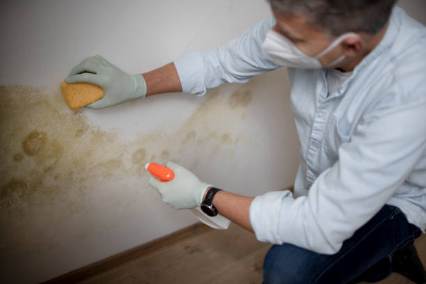 Best Emergency Mold Removal  in Streamwood, IL