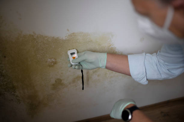 Best Mold Damage Repair  in Streamwood, IL