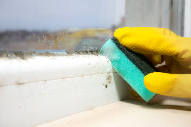 Best Attic Mold Removal  in Streamwood, IL