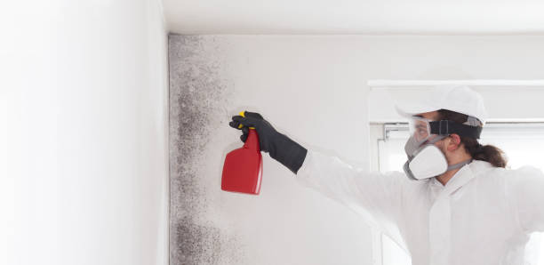 Best Certified Mold Removal  in Streamwood, IL