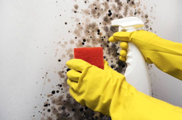 Trusted Streamwood, IL Mold Removal Experts