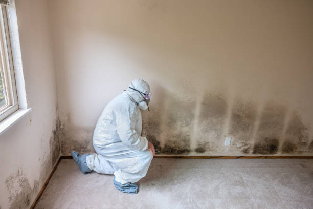 Best Mold Damage Repair  in Streamwood, IL