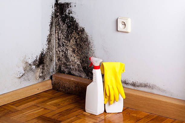 Best Office Mold Removal Services  in Streamwood, IL