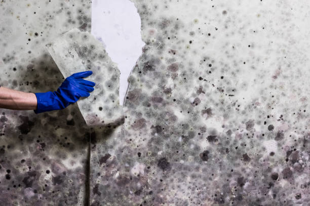 Home Mold Removal in Streamwood, IL