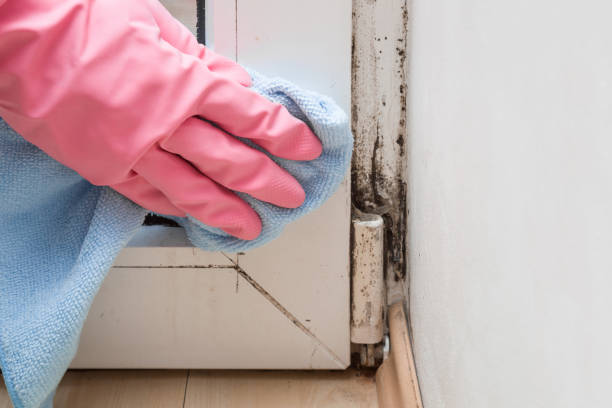 Best Toxic Mold Removal  in Streamwood, IL