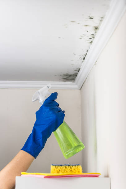 Best Fast Mold Removal  in Streamwood, IL